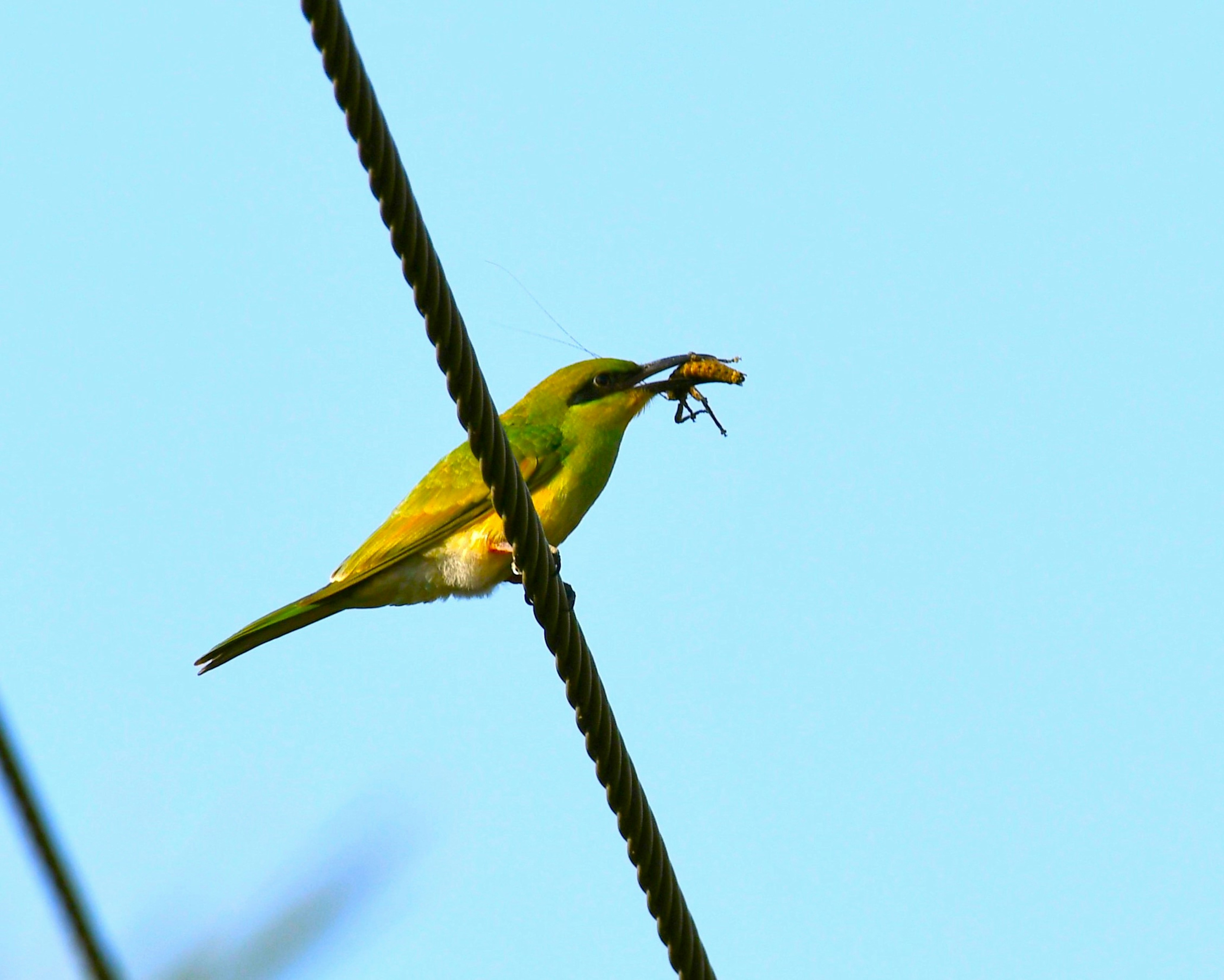 um pássaro amarelo e verde com um inseto na boca