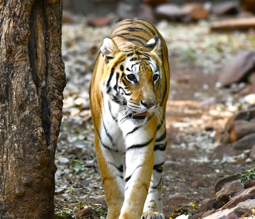 A majestic tiger walking through a forested area with a focused expression. The background consists of foliage and scattered rocks, providing a natural setting.