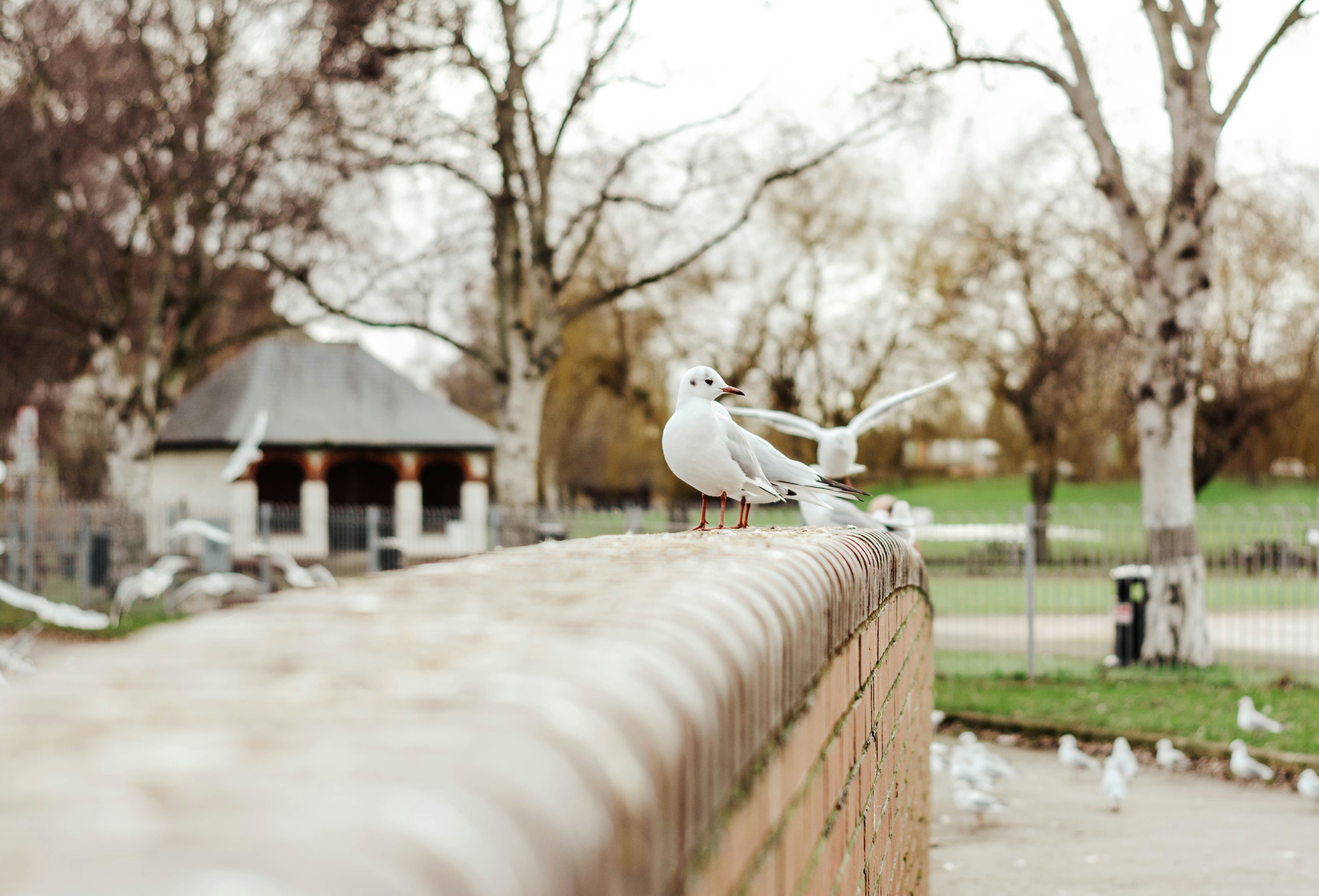 two seagulls sitting on the edge of a brick wall