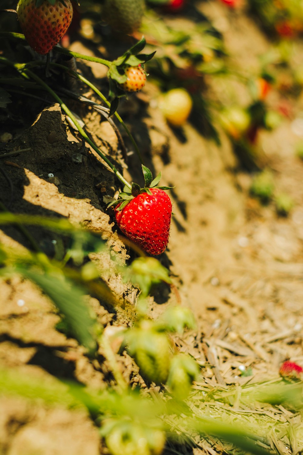 a close up of a strawberries plant on the ground