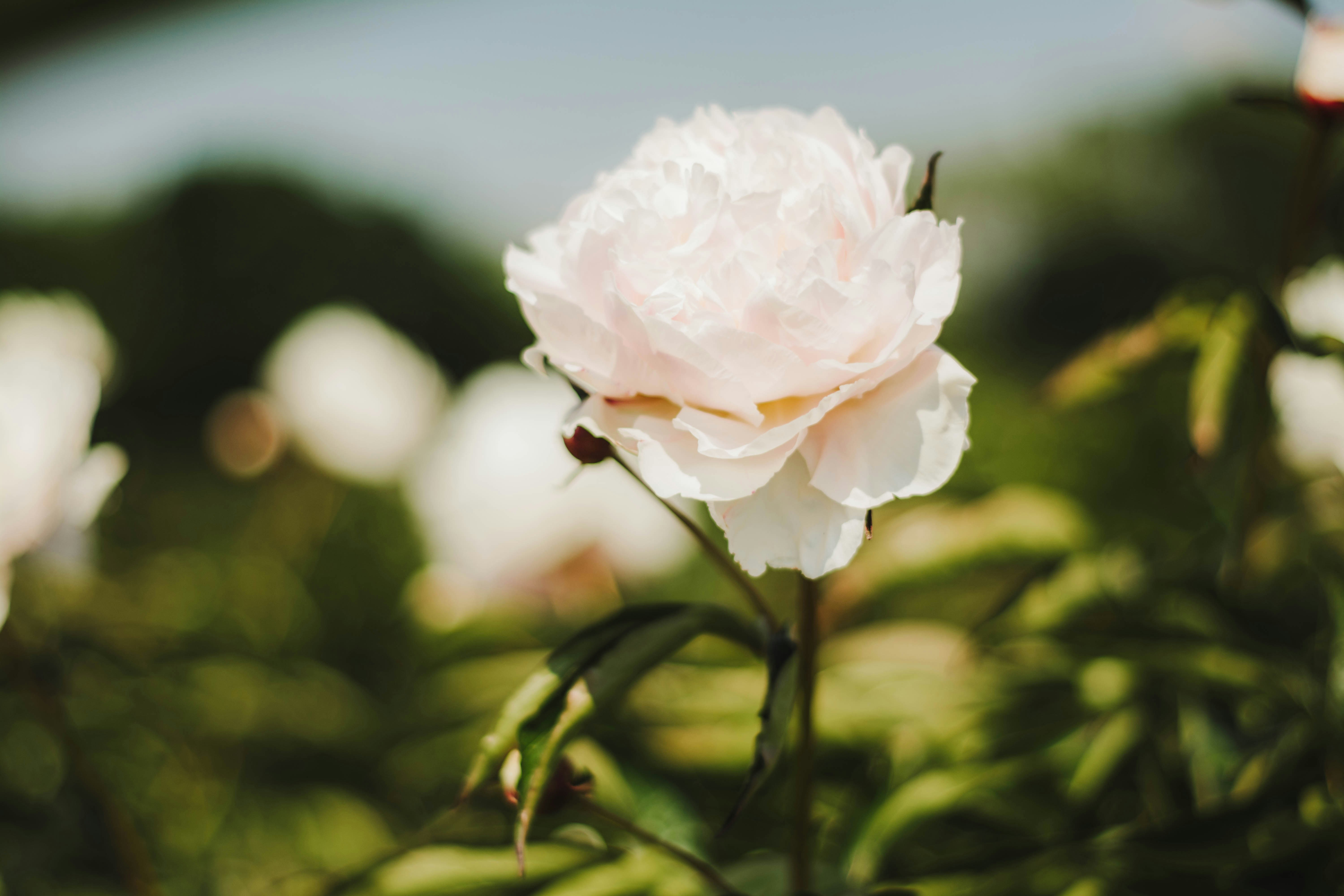 Photo by giuliaphotography