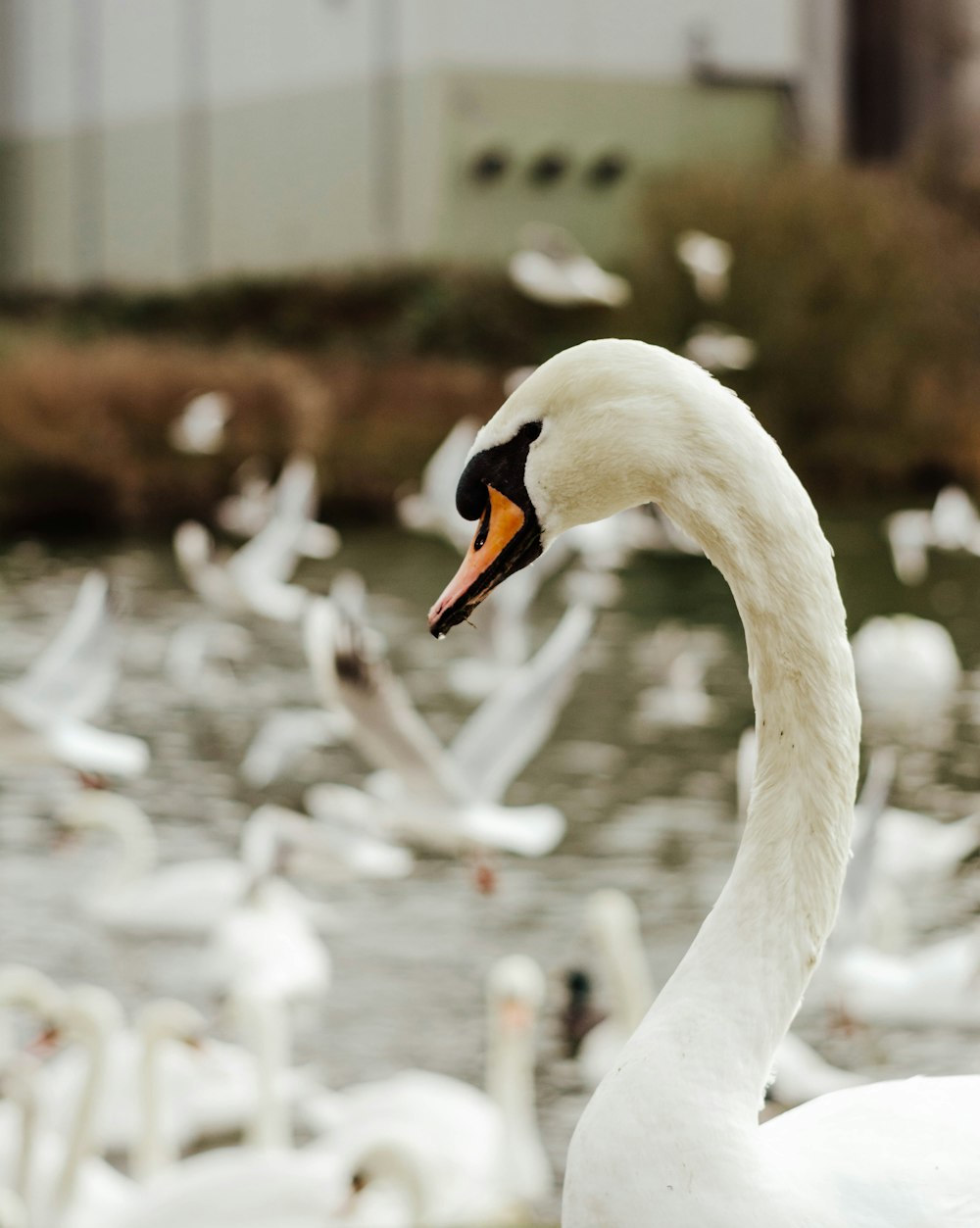 a large white swan standing in front of a flock of birds