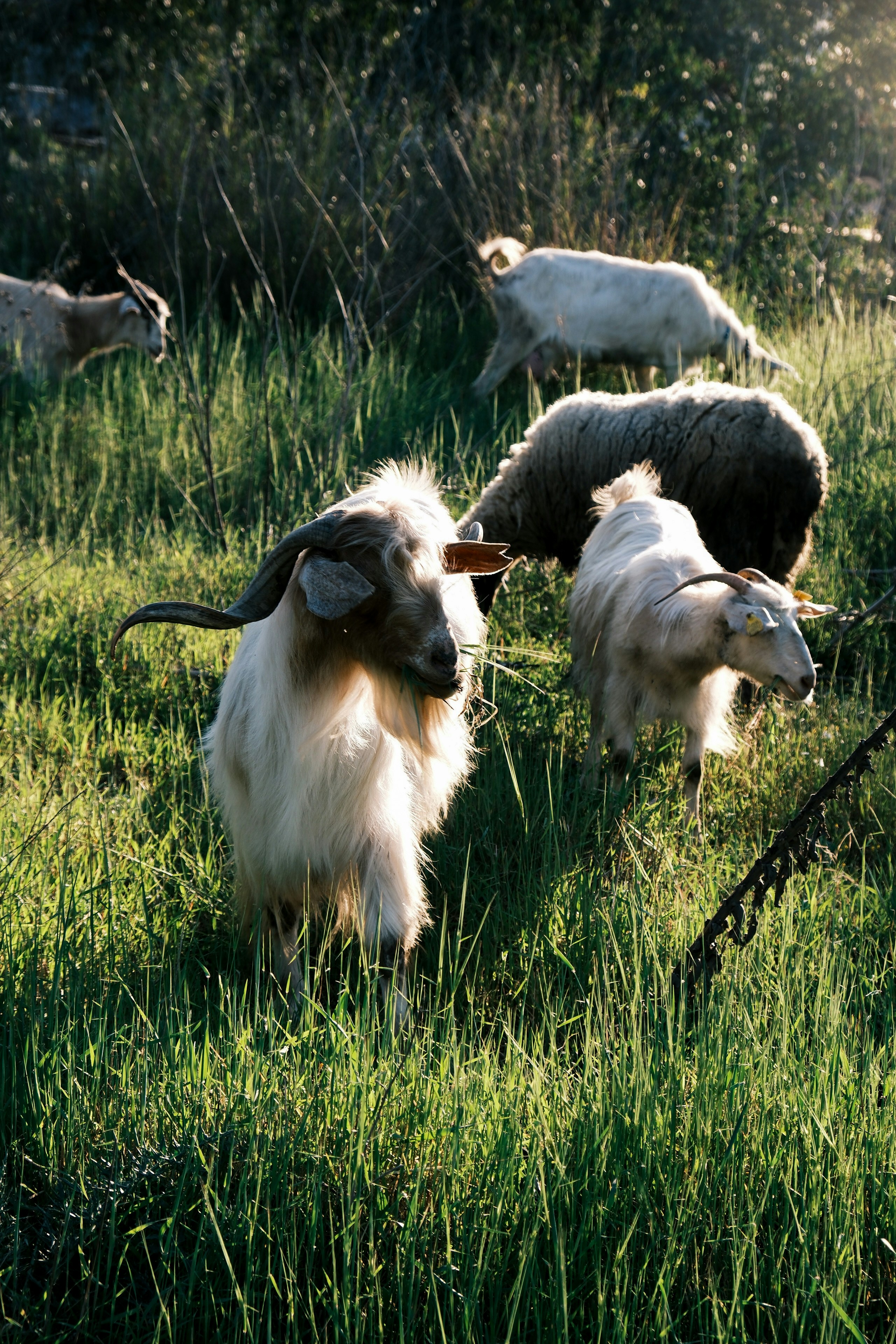 Photo by fezzyshoots