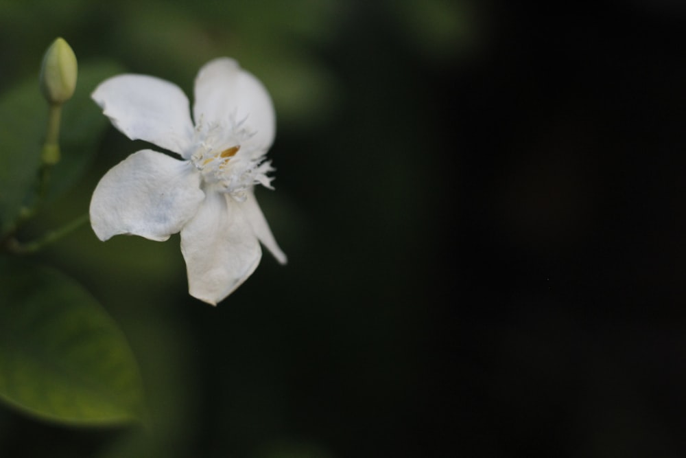 a white flower with green leaves in the background