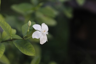 a white flower with green leaves in the background