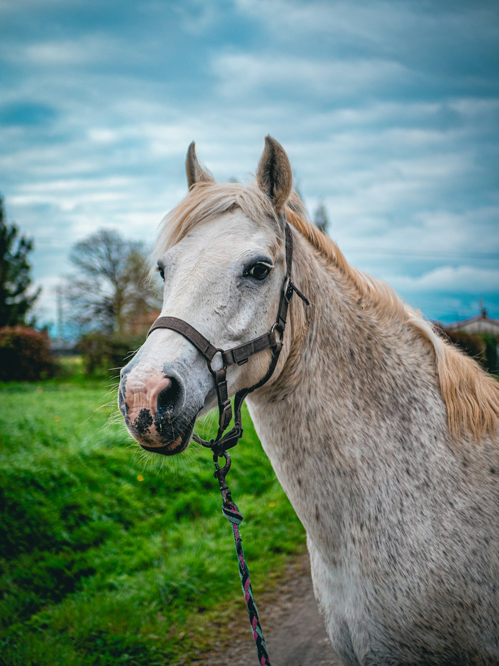 a white horse standing on top of a lush green field