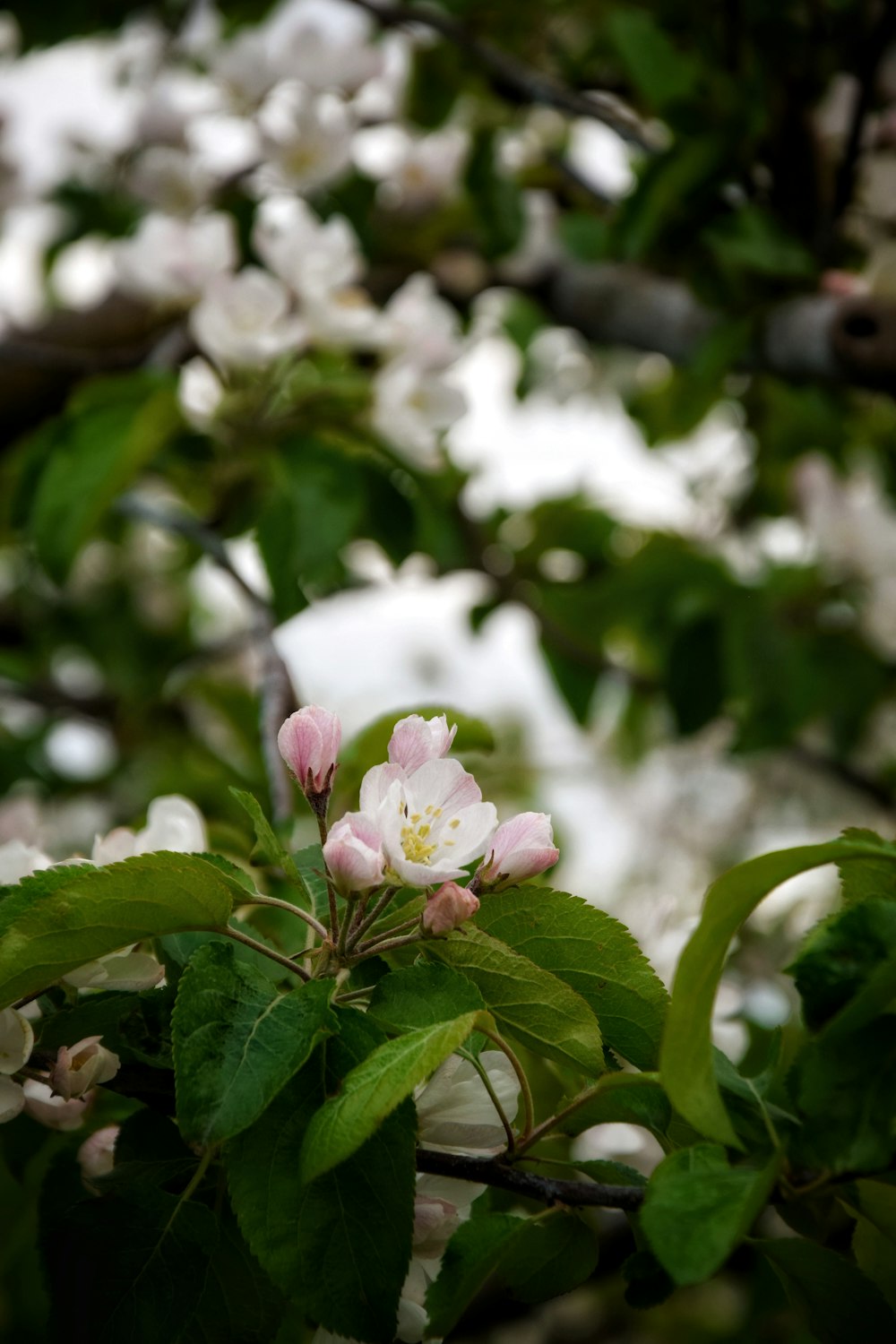 a tree with white and pink flowers and green leaves