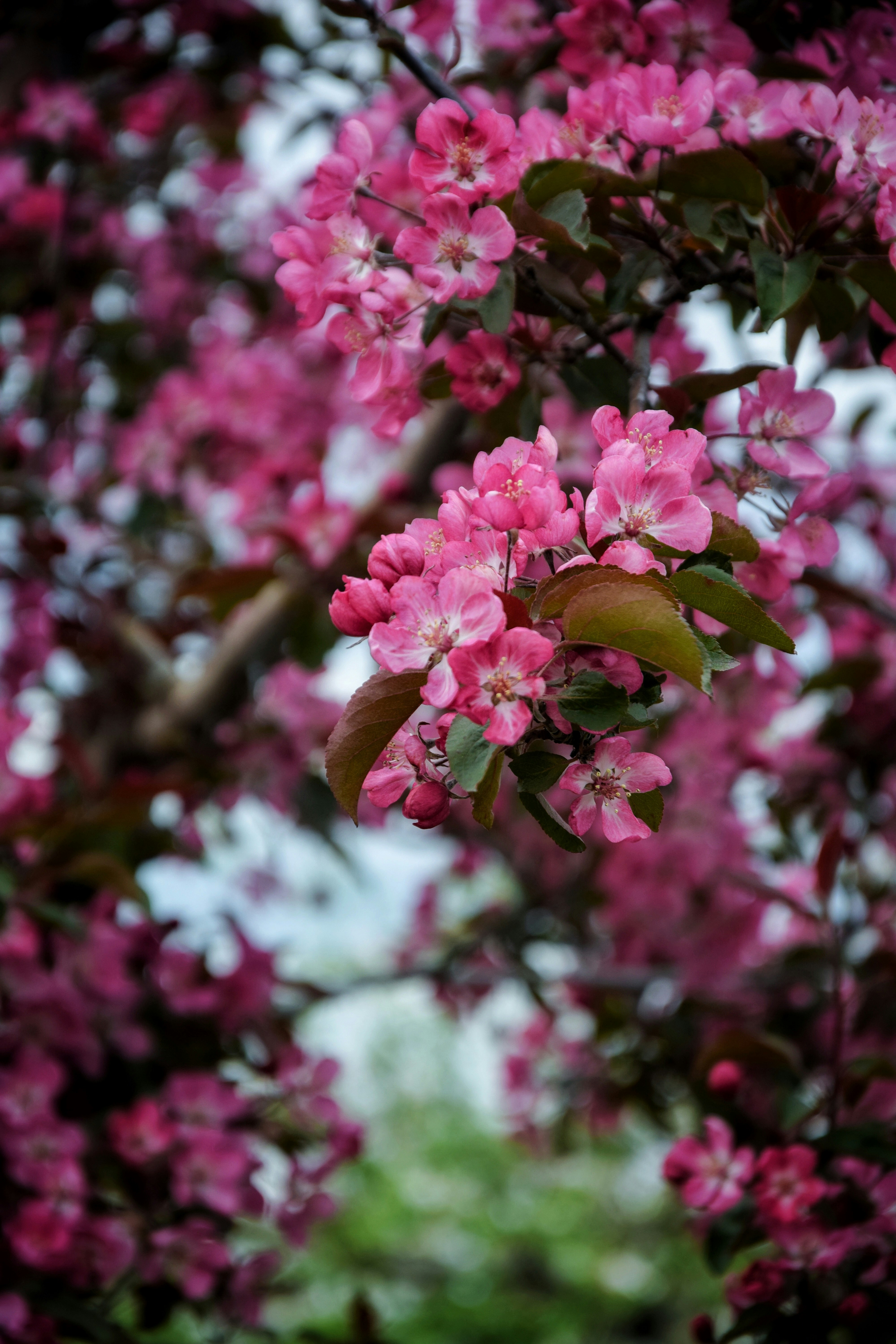 Photo by lipetskaya_zemlya