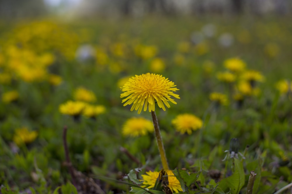 a yellow dandelion in a field of green grass