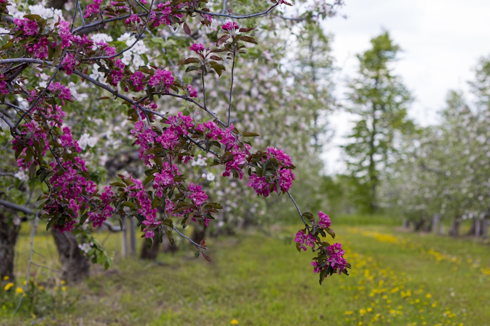 a tree with purple flowers in a field