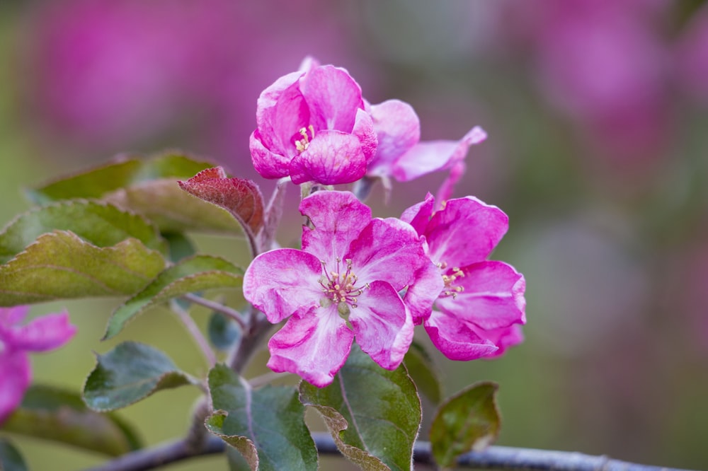 a close up of a pink flower on a branch