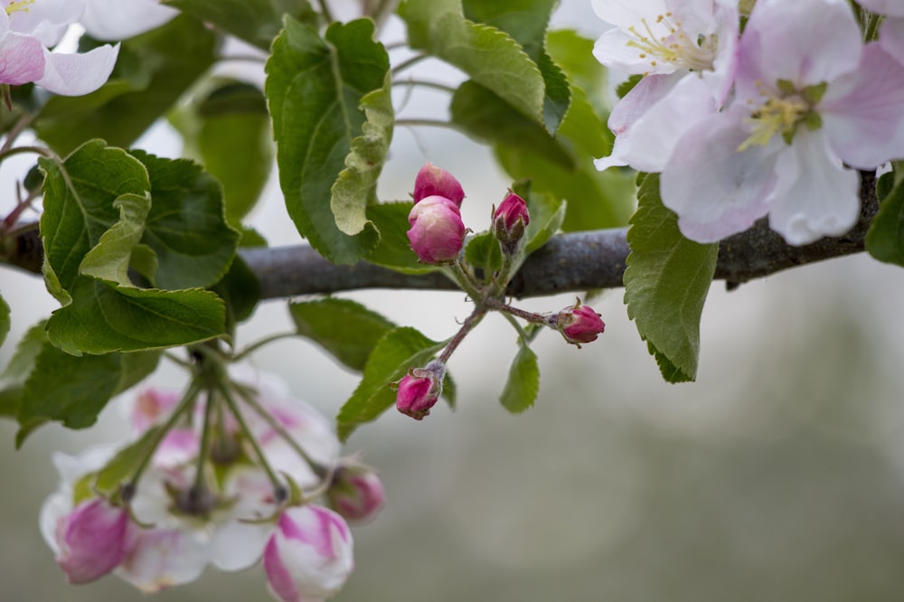 une branche avec des fleurs roses et blanches dessus