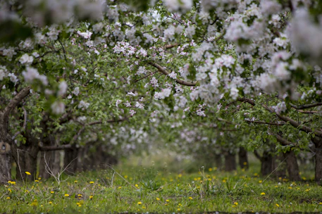 A peaceful trail along the old railway line surrounded by blossoming almond trees in early spring.