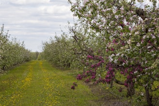 A peaceful orchard path winding through rows of apple trees in bloom.