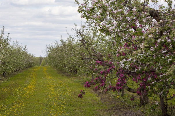 A peaceful orchard path winding through rows of apple trees in bloom.