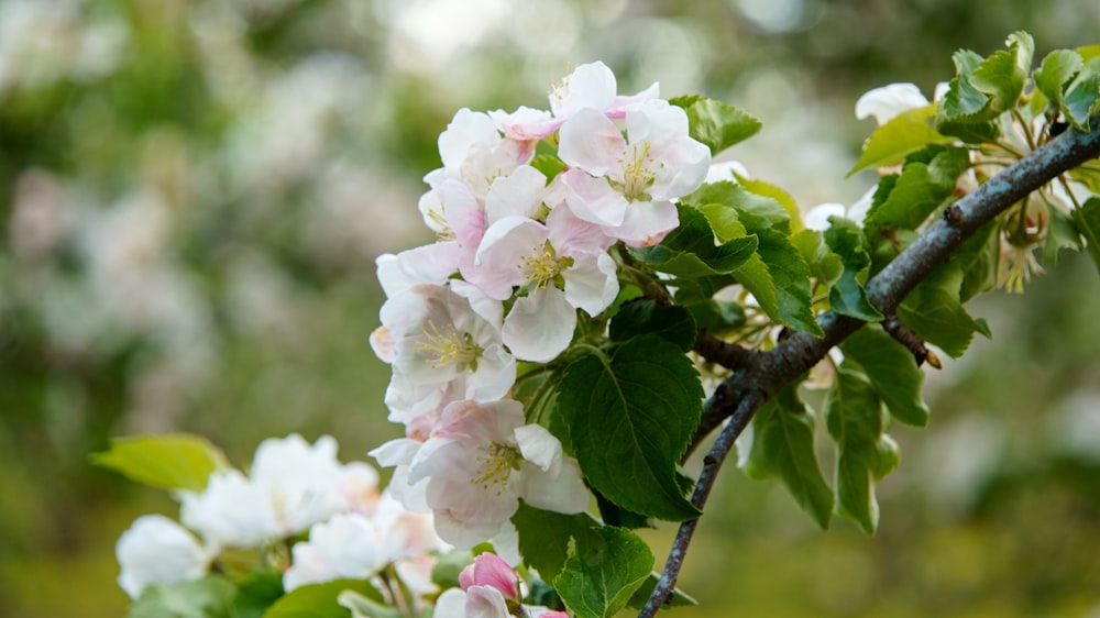 a branch of a tree with white and pink flowers