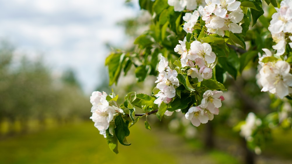 Un arbre rempli de beaucoup de fleurs blanches