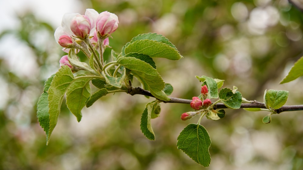 a branch of a tree with flowers and leaves