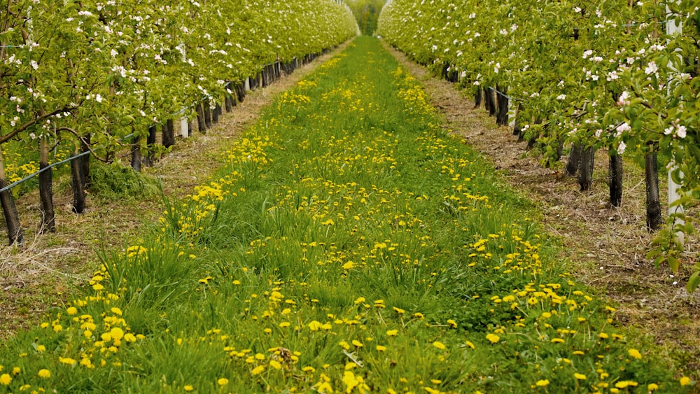 a row of trees that have yellow flowers on them