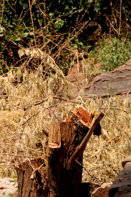 A wooden tree stump is centered in a dry, grassy area with some leaves and rocks surrounding it. The stump shows evidence of being freshly cut, with jagged edges and exposed wood fibers. The background features dry branches, leaves, and some greenery in the distance.
