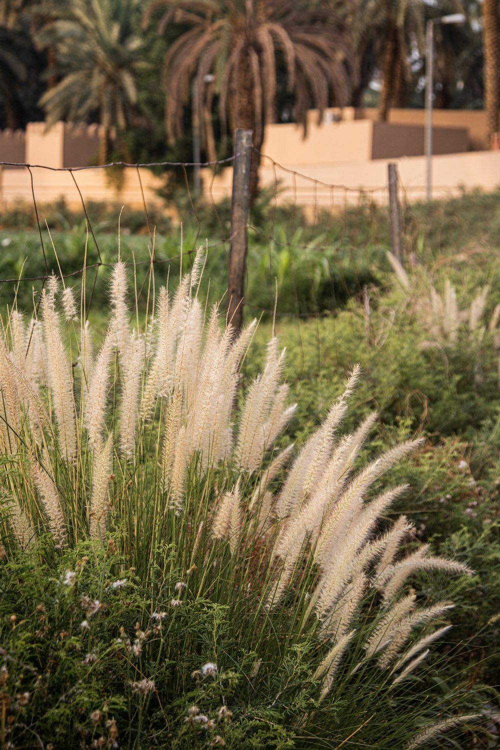 a field of grass with a fence in the background