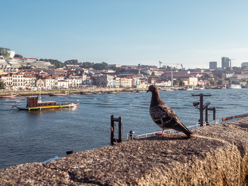 a bird sitting on a ledge overlooking a body of water