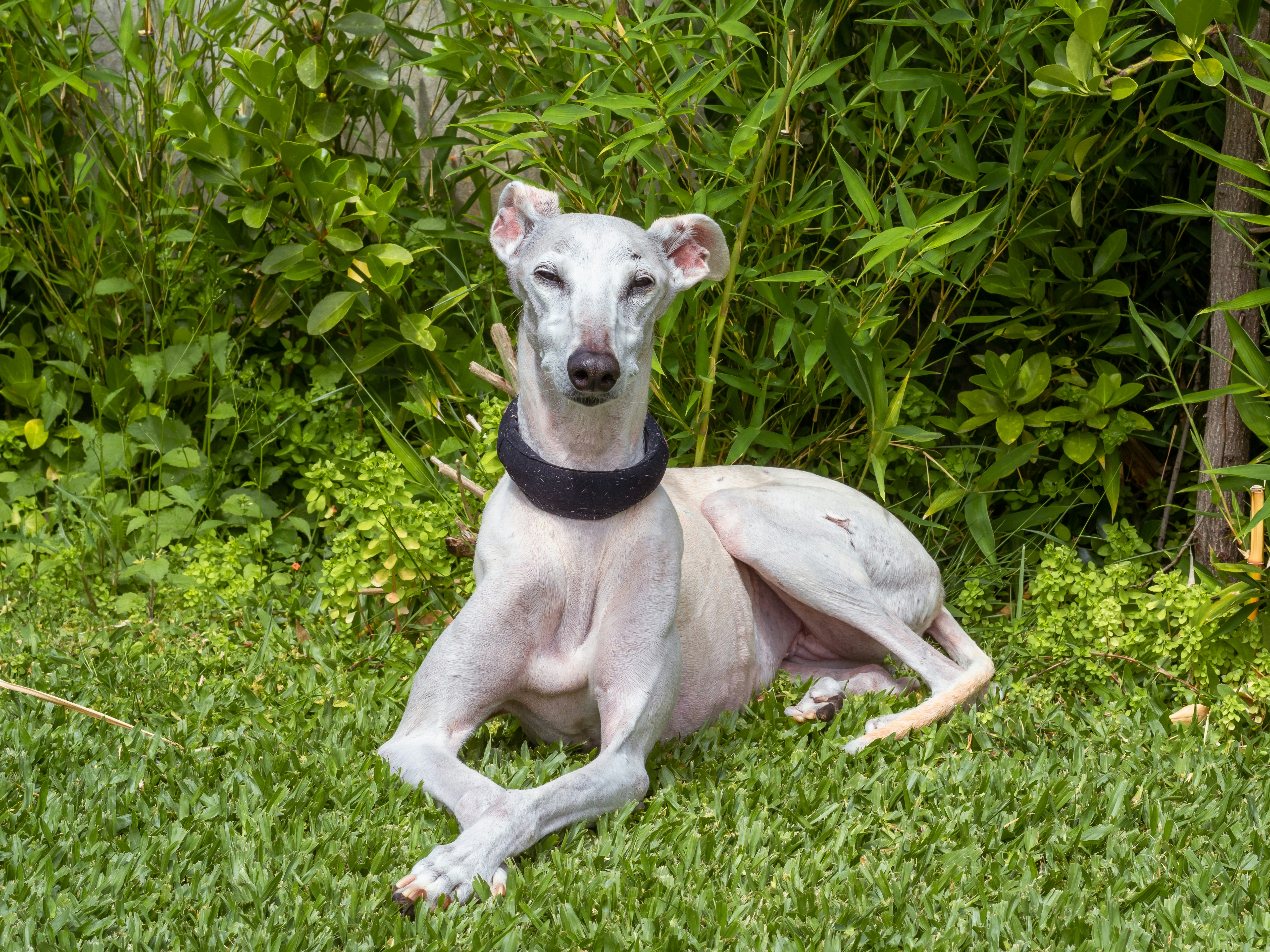 ein weißer Hund mit schwarzem Halsband, der im Gras liegt