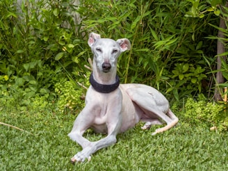 A slender, light-colored dog with a black collar is lying down on a grassy area, surrounded by lush green plants and foliage.