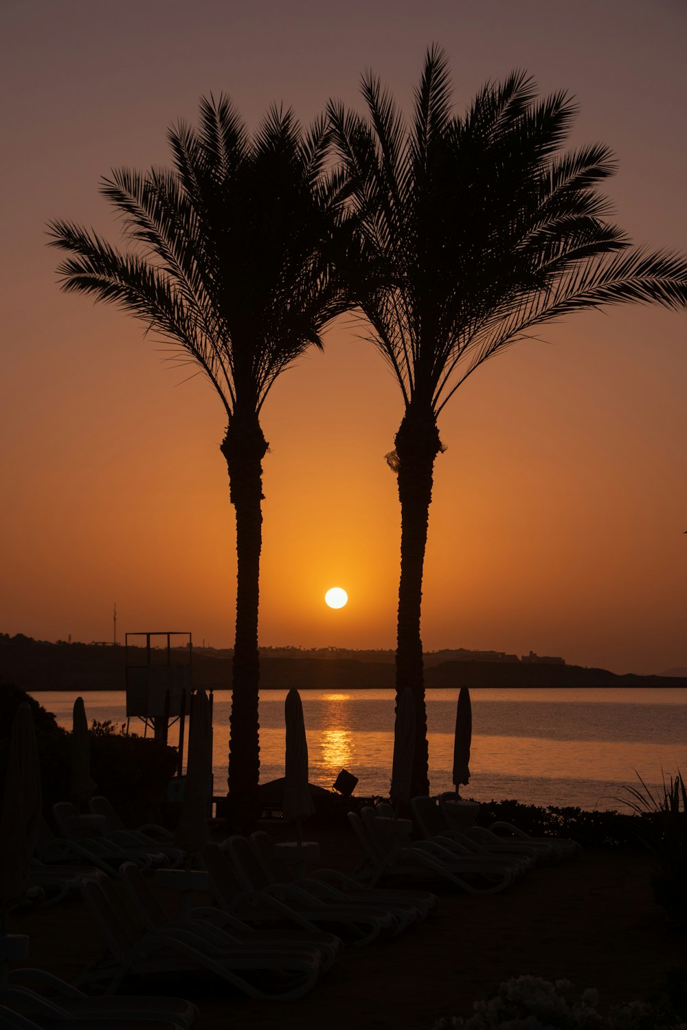 two palm trees in front of a body of water