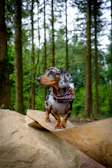 A small dog with a colorful striped scarf posing proudly on a rustic wooden floor.