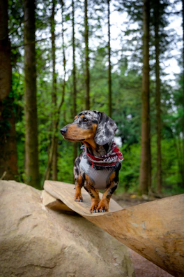 A small dog with a colorful striped scarf posing proudly on a rustic wooden floor.