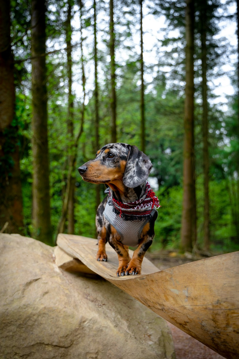 a dog standing on a log in the woods