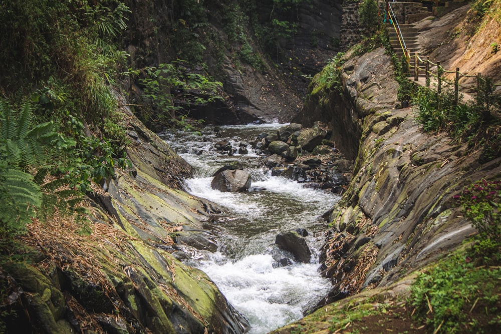 a river running through a lush green forest