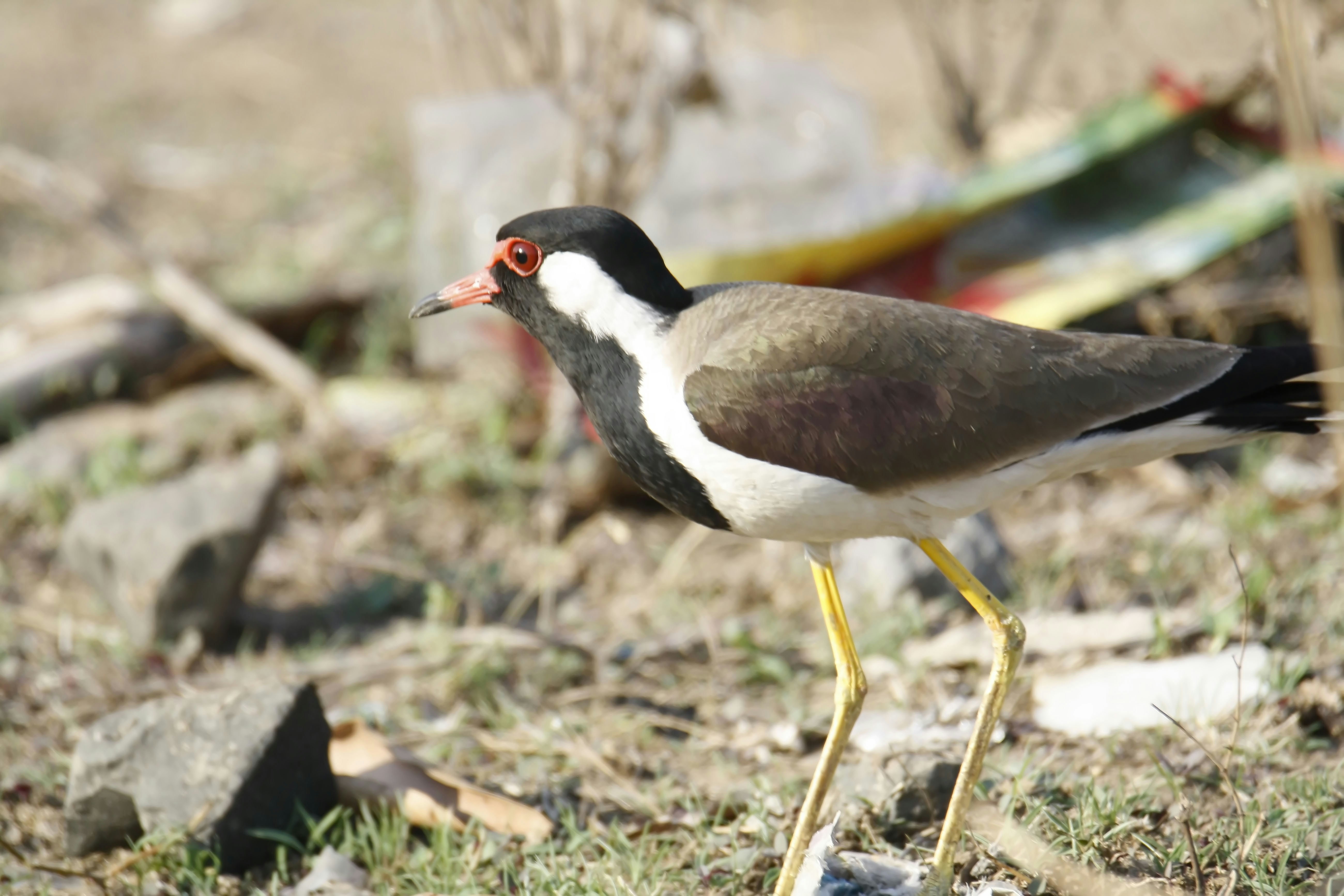 Photo by sylvester_123