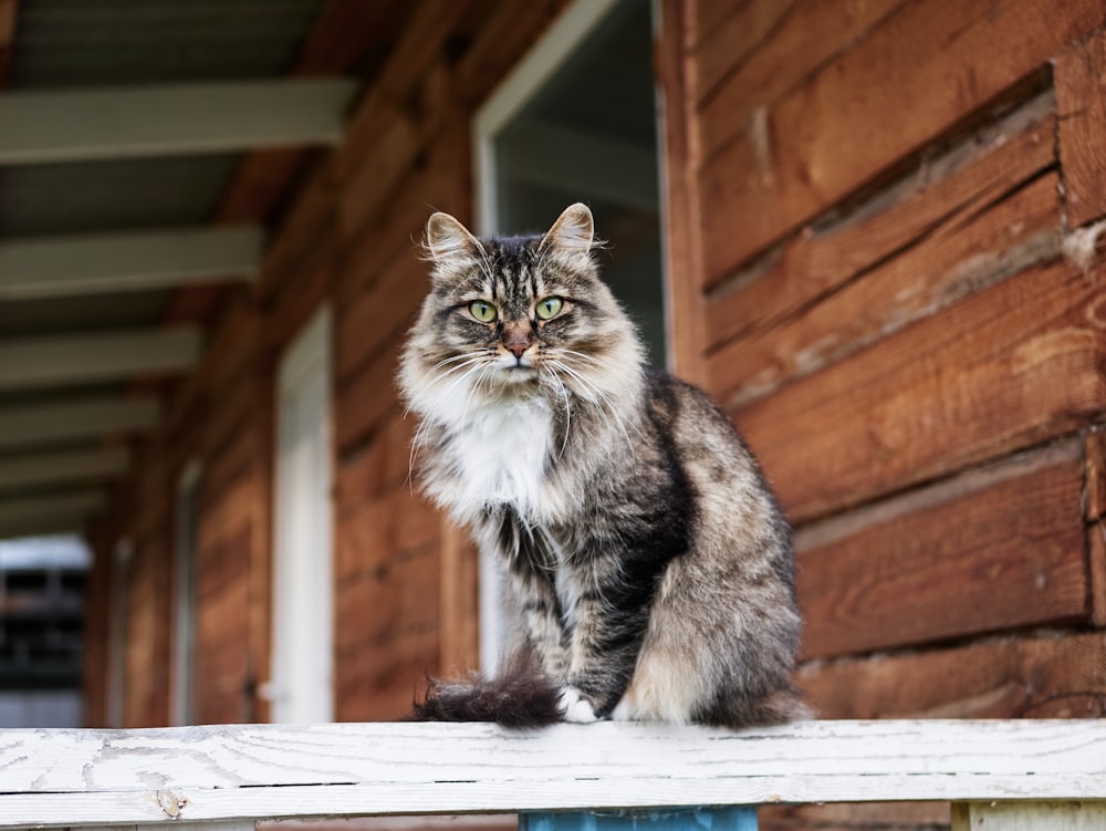 um gato sentado em cima de uma varanda de madeira