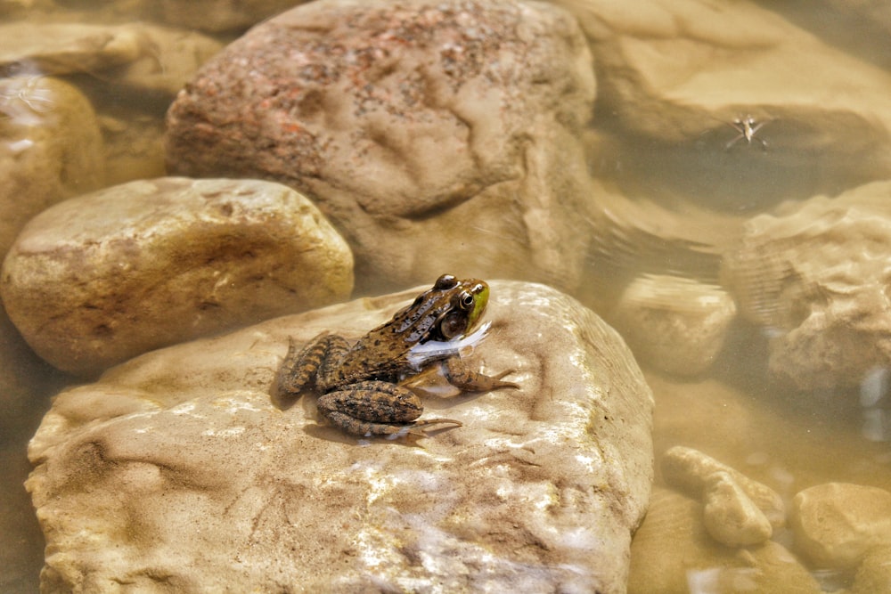 a frog that is sitting on some rocks