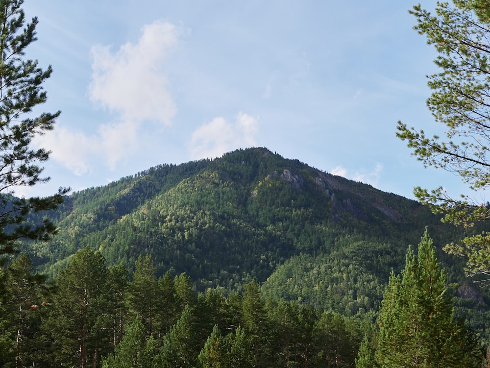 a view of a mountain from a wooded area