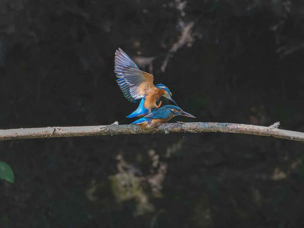 a blue and brown bird sitting on top of a tree branch