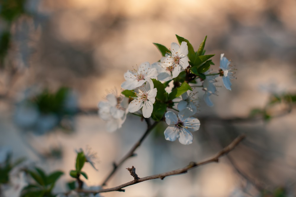 a branch with white flowers and green leaves