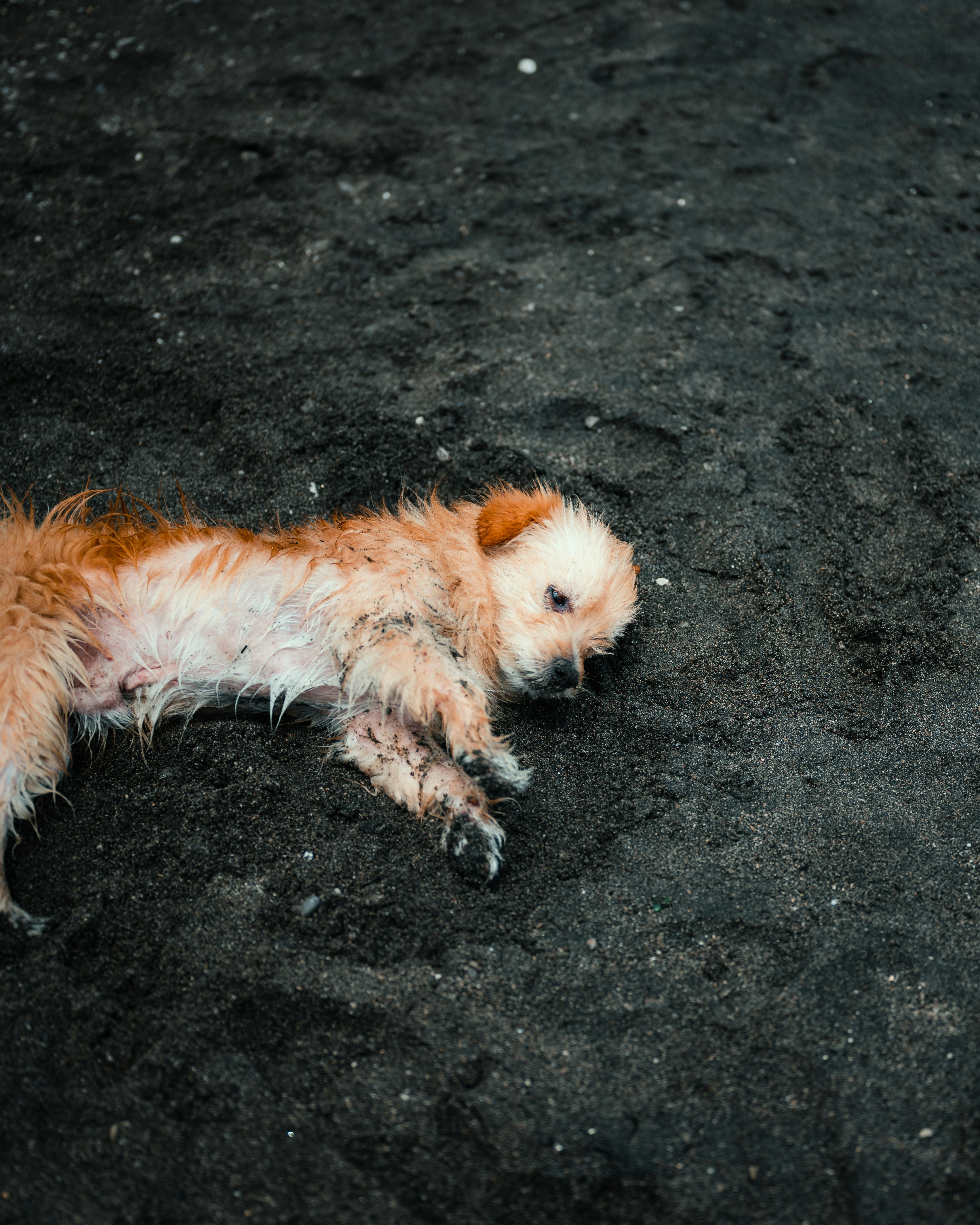 seekor anjing kecil sedang berbaring di tanah