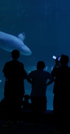 A group of people silhouetted against a large aquarium glass, observing a beluga whale gracefully swimming in the glowing blue water. One person is taking a photo with a smartphone.