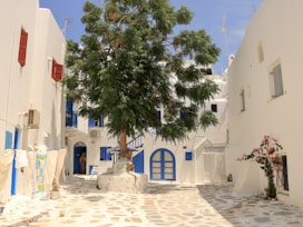 a tree in the middle of a cobblestone street