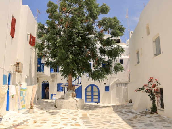 a tree in the middle of a cobblestone street