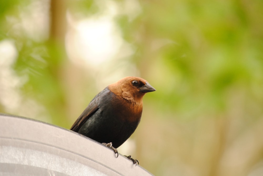 a brown and black bird sitting on top of a metal object