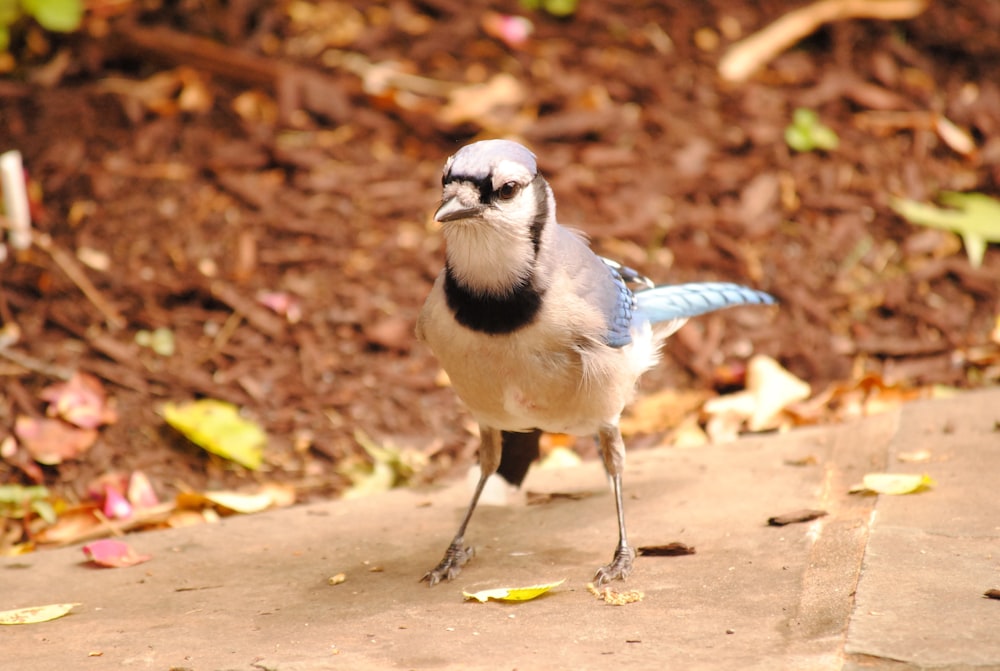 a small blue and white bird standing on a sidewalk
