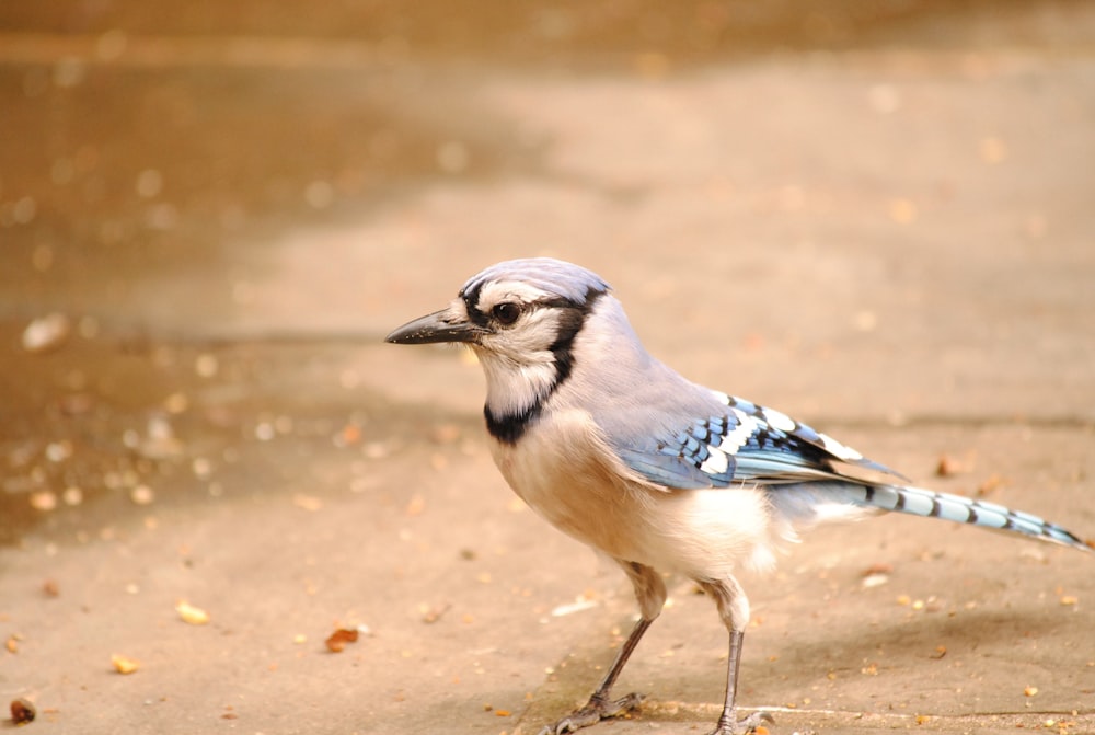 a blue and white bird is standing on the ground