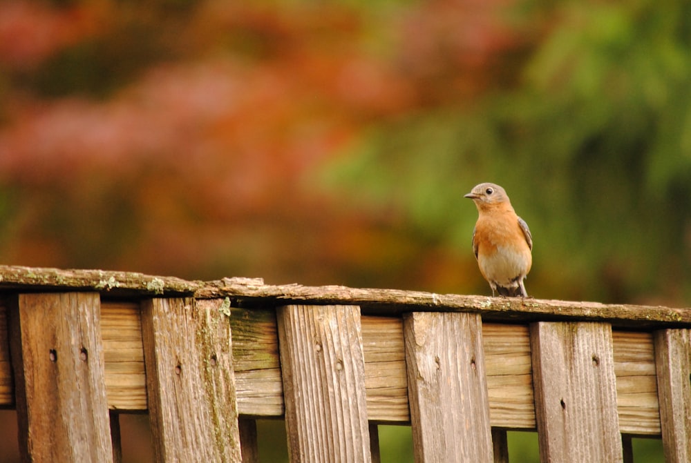 a bird sitting on top of a wooden fence