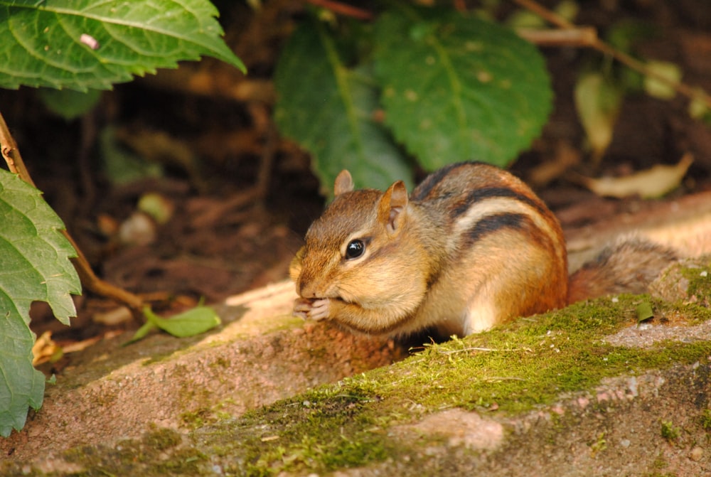 a small squirrel sitting on top of a rock