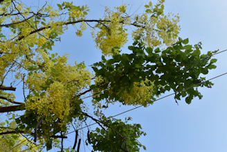 A vibrant rural woman tending to a moringa tree under a bright sky.