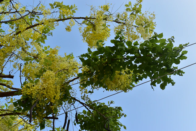 A vibrant community tree planting event in northern Cameroon under a bright sky.